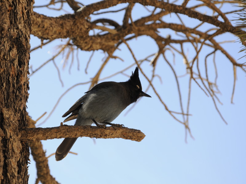 Stellar Jay