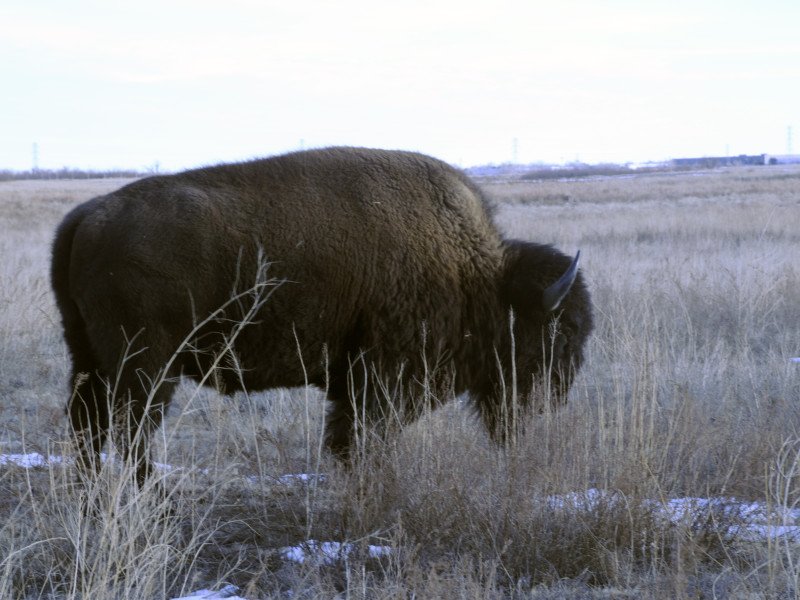 Buffalo