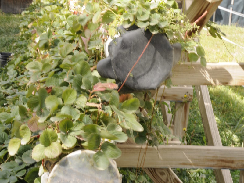 Strawberry planters