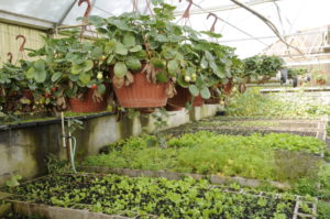 Vegetable baskets and rows