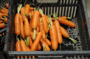 Freshly washed carrots