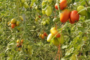 Tomatoes on the vine