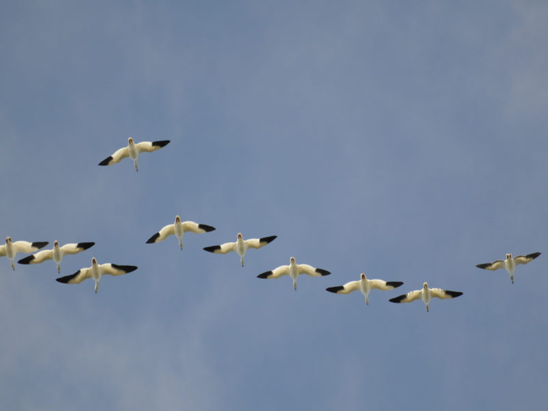 Snow Geese in flight